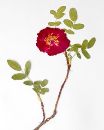 Rose_herbarium_specimen